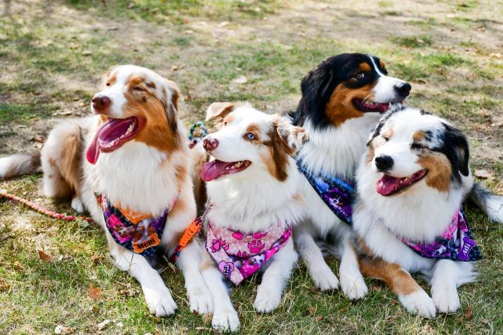 Dog Photographers