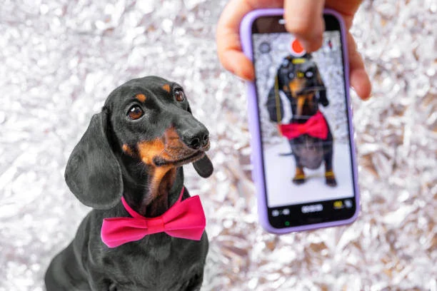 Dog Photographers